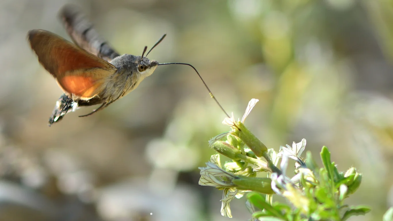 Esfinge colibrí acercándose a pequeñas flores blancas en un entorno natural luminoso y delicado